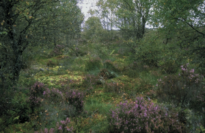 bogwoodlandpfossallsaints