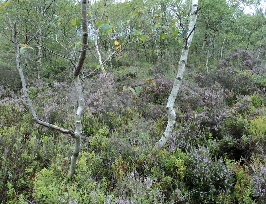 lodgebogwoodlandcaoc