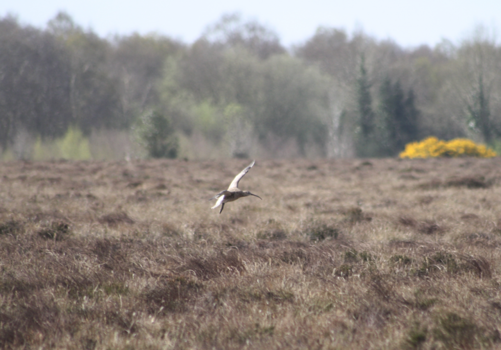 curlew2017amccluskey