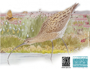 Curlew