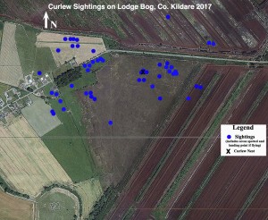 Curlew Sightings 2017