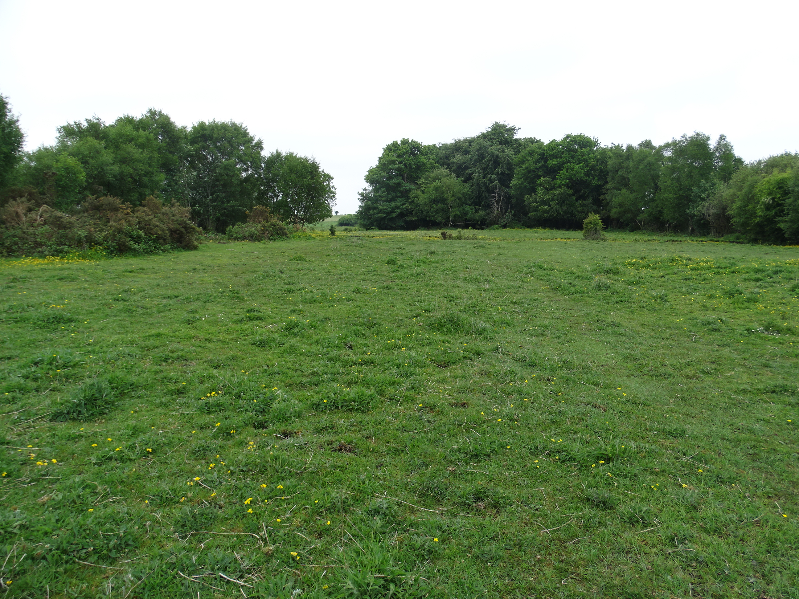 gorey horse field in spring caoc