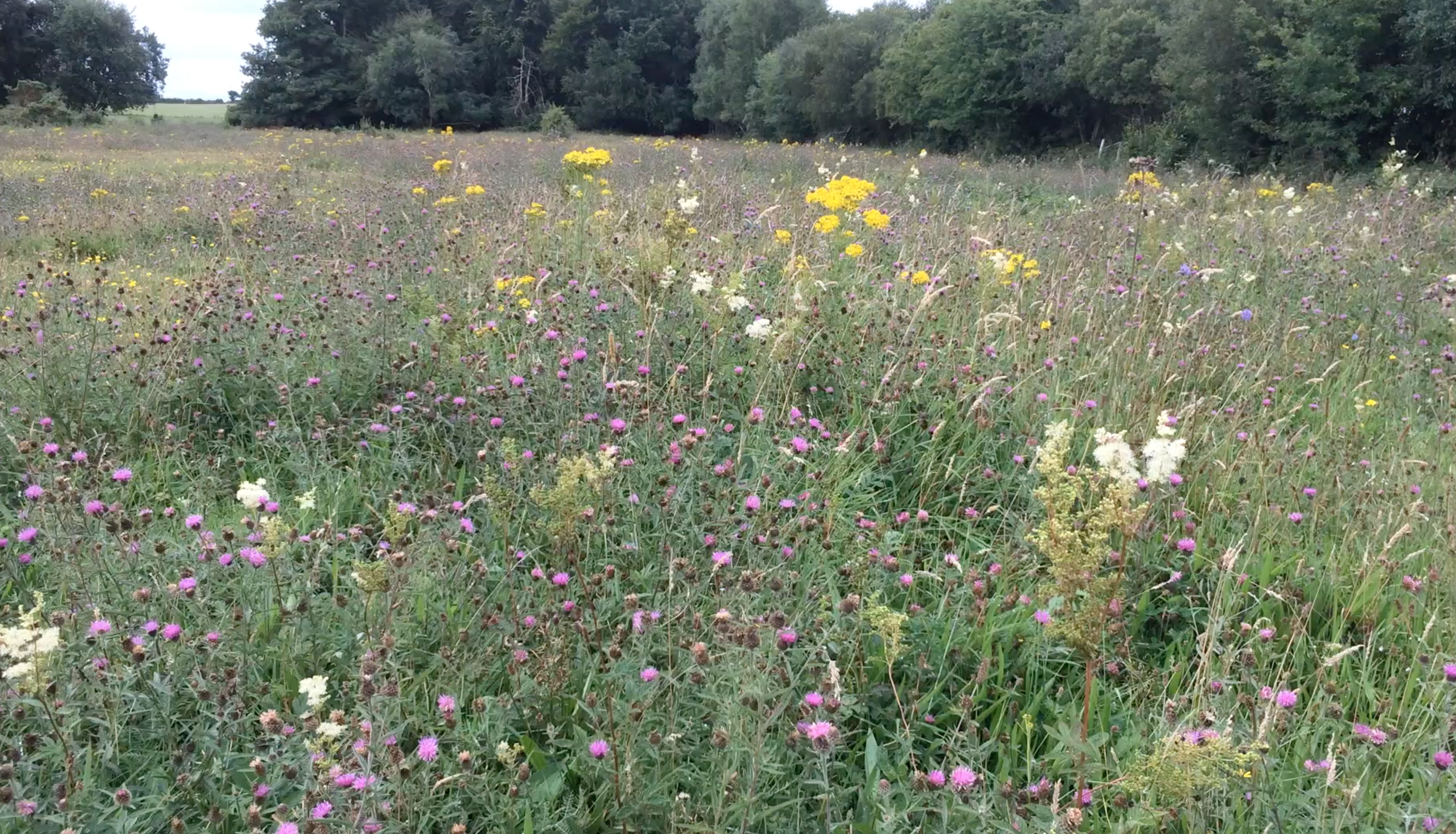 gorey horse field no topping caoc