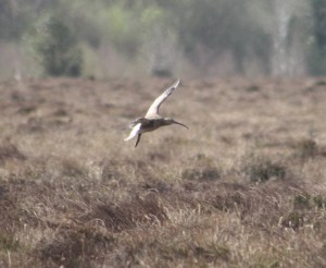 curlew landing cropped