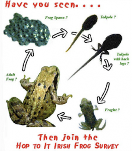 Hop To It Frog Survey