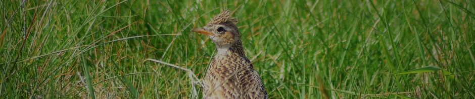 Irish Peatland Conservation Council - IPCCIrish Peatland Conservation Council | Action for Bogs and Wildlife in Ireland Irish Peatland Conservation Council - IPCCIrish Peatland Conservation Council | Action for Bogs and Wildlife in Ireland