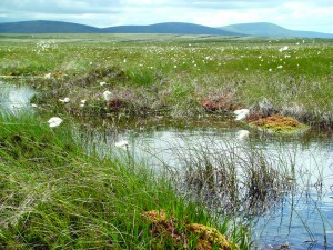 liffeyheadbog WW caoc