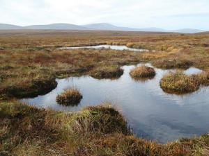 Liffey Head Mountain Blanket Bog Habitat in Ireland